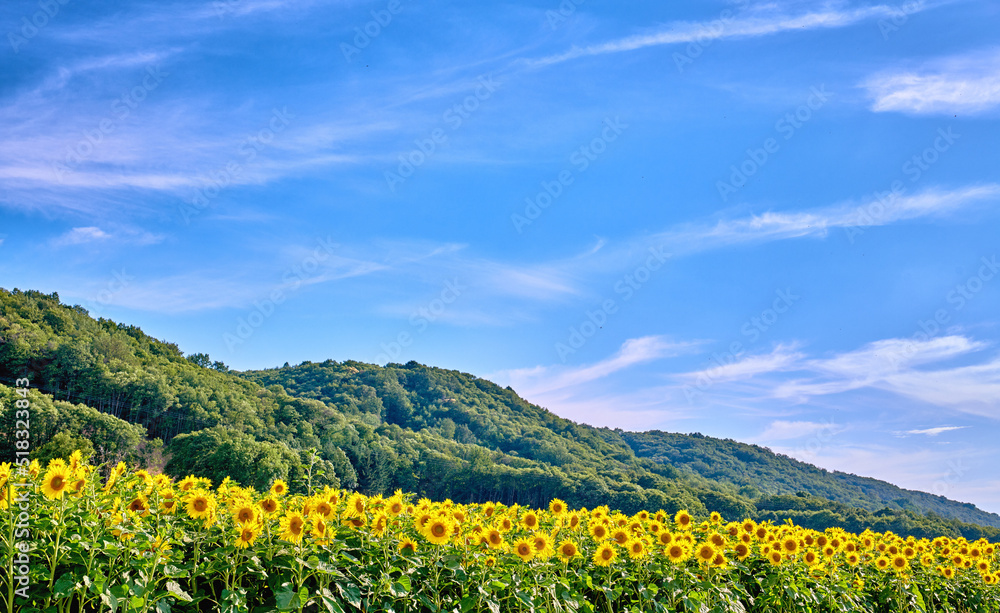 Yellow sunflowers growing in a field with lush hills and a cloudy blue sky background and copy space