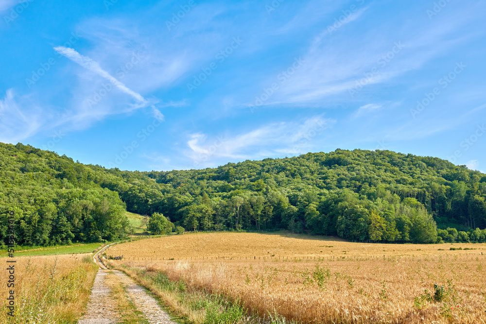 Countryside dirt road leading to green forest or woods and past agriculture fields or farm pasture. 