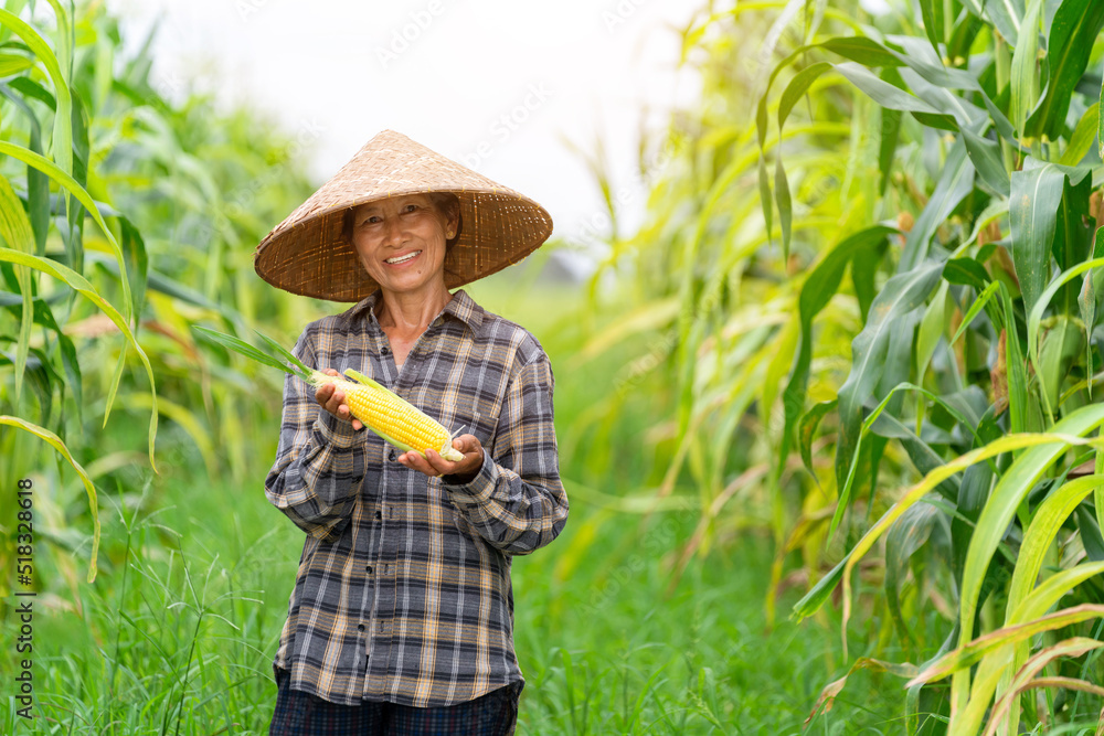 亚洲女农民在田里拿着新鲜的玉米和完美的玉米。农业。