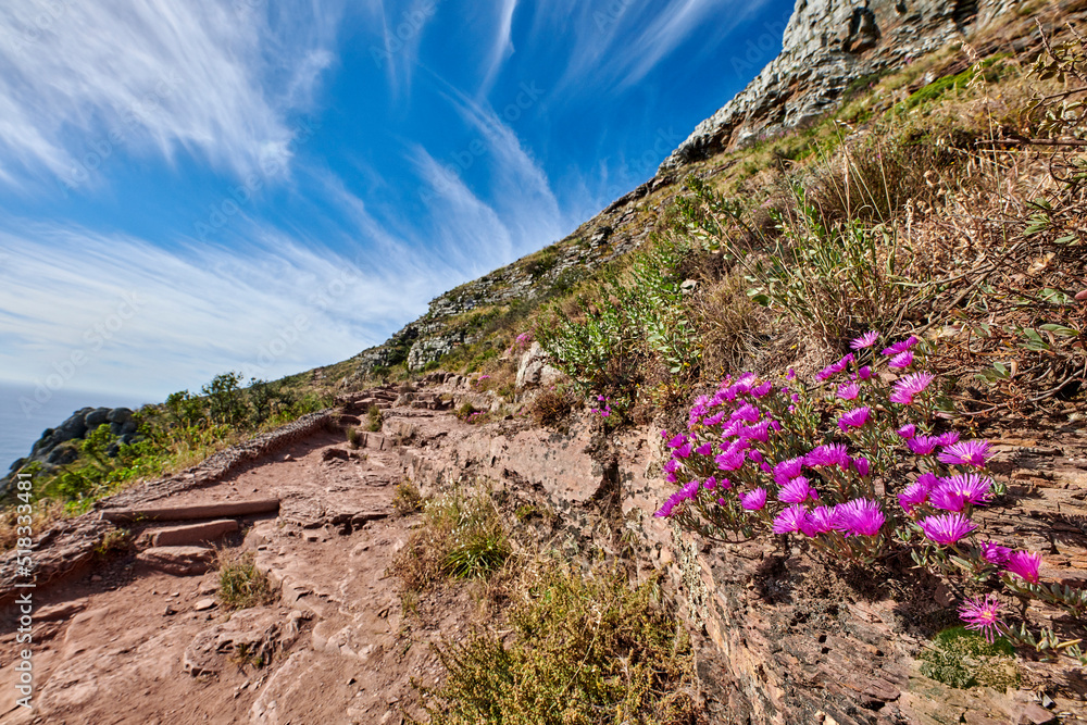 Beautiful mountain peaks, green lush bushes and trees growing peacefully on Table mountain. Large ar