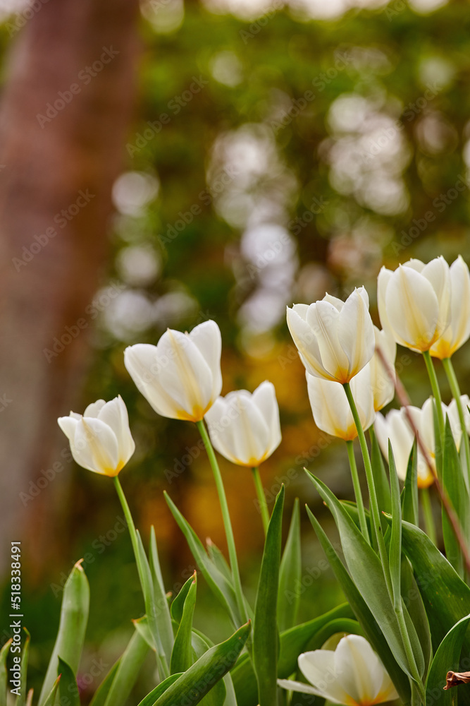 Beautiful white tulips growing in the garden in early spring on a sunny day. Vibrant flowers bloomin