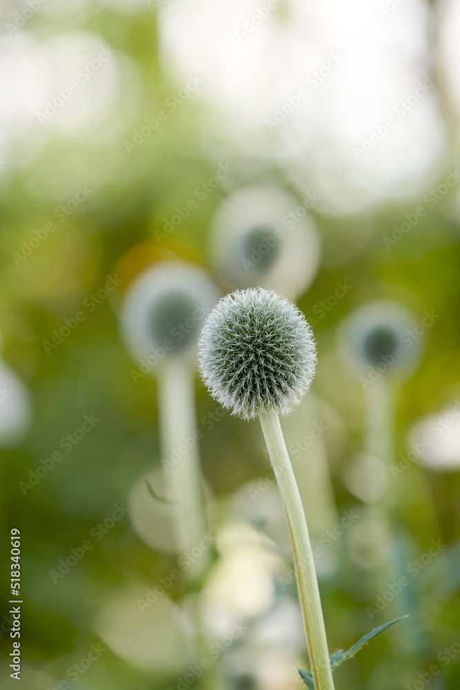 Wild globe thistle or echinops exaltatus flowers growing in a botanical garden with blurred backgrou