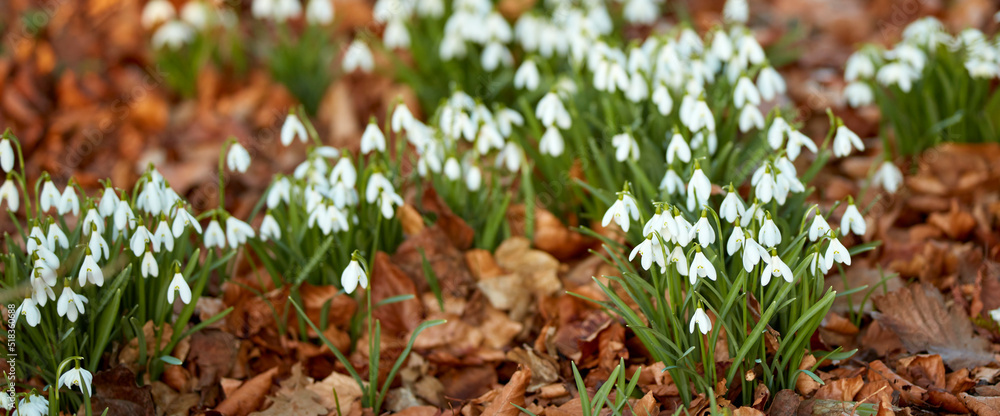 White snowdrop flowers growing on a flowerbed in a backyard garden in summer. Beautiful Galanthus ni