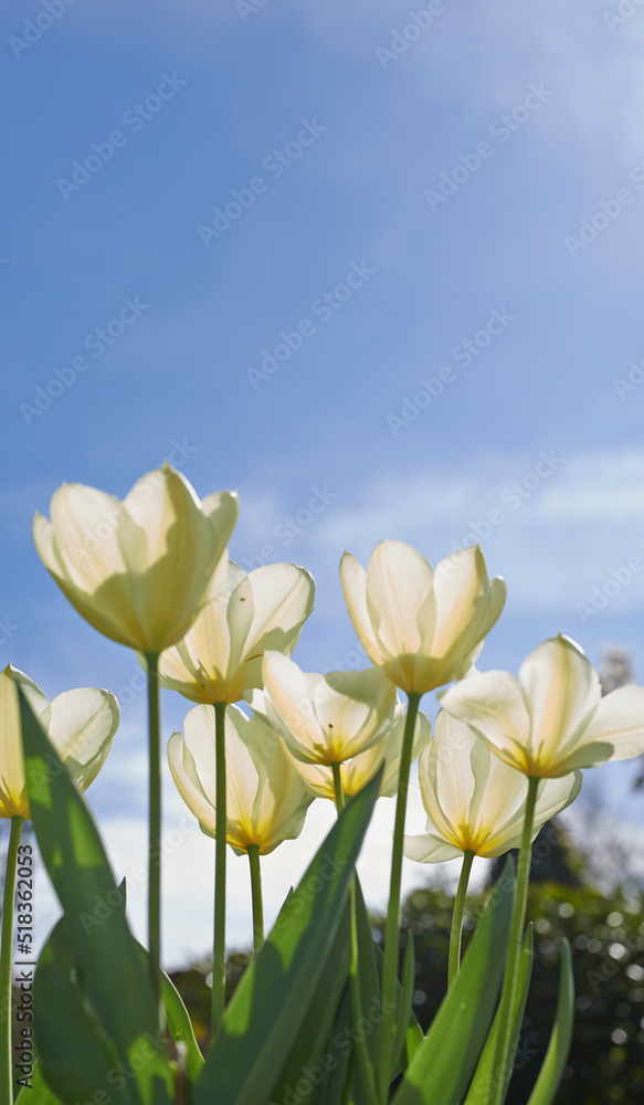 White tulips growing against a clear sky on a sunny day. Closeup of seasonal flowers blooming in a c