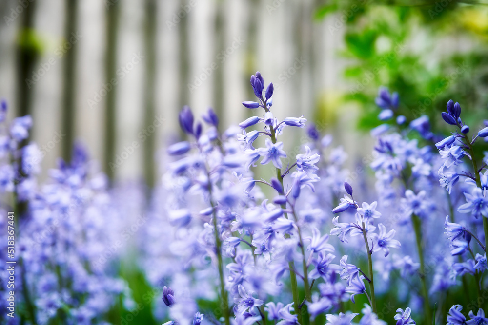 Bright Bluebell flowers growing in a backyard garden on a spring day. Beautiful vibrant purple plant