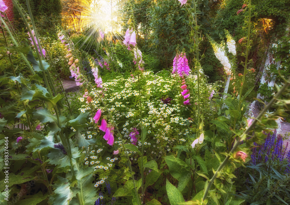 Foxglove flowers bloom and blossom in a field or botanical garden outside. Wild flowering plants gro