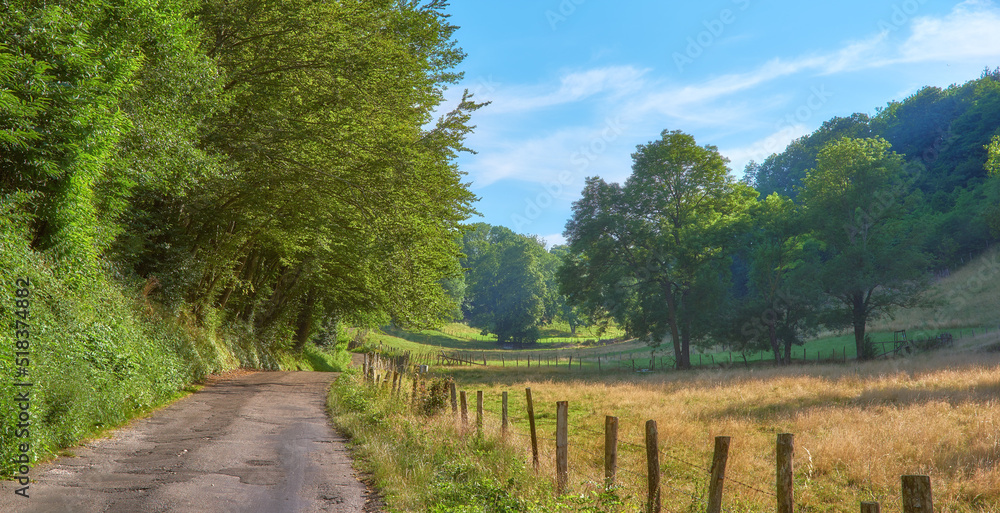 乡村里的大树、小路的夏季景观。穿过自然、草地、布鲁的小路