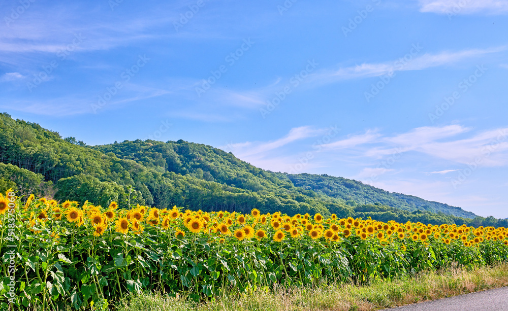 年夏天阳光明媚的一天，田野上一片黄色的向日葵，生长在五颜六色的风景中