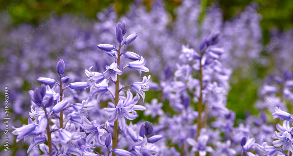 Bluebell scilla siberica花，一种生长在田野或植物园中的天竺葵
1439033404,在浴缸附近涂抹面霜的成熟女性