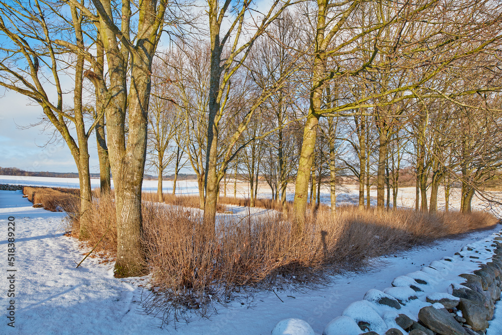 The landscape of a forest covered in snow on a cold winter day. Beautiful view of snowy land with dr