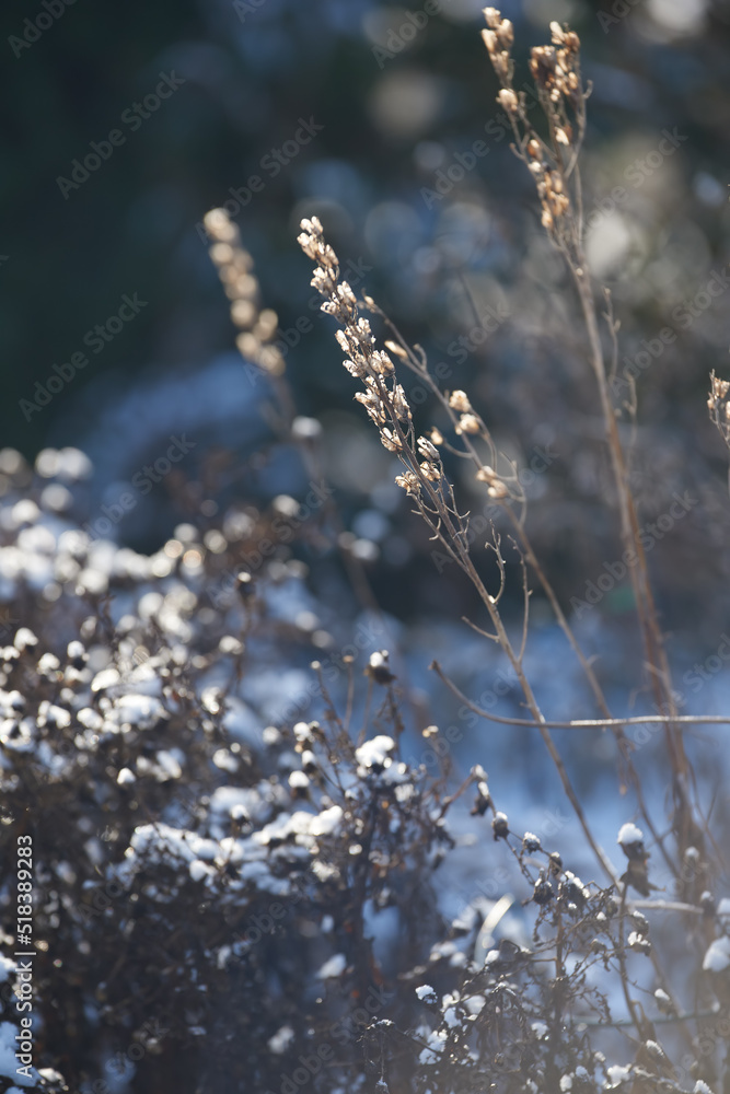 一个阳光明媚的日子，户外后院的干燥花园被雪覆盖。雪平面图细节