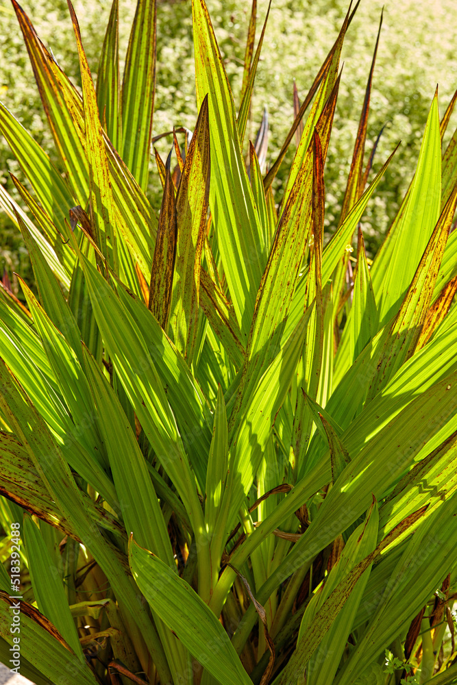 Close up of indigenous plant in Western Cape, South Africa. Bright bush with spiky leaves with a blu