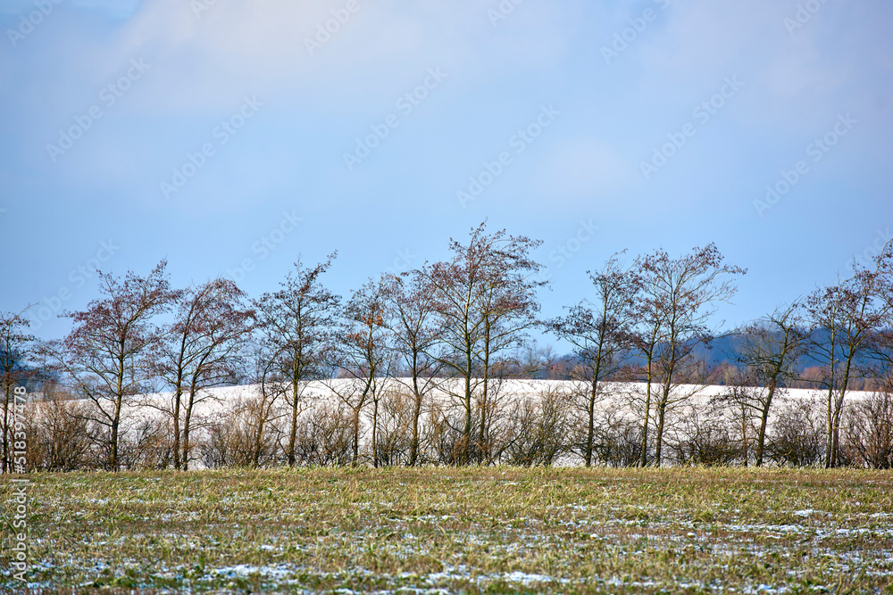 美丽乡村寒冷天气下，裸露的松树和被雪覆盖的地面。Landsca