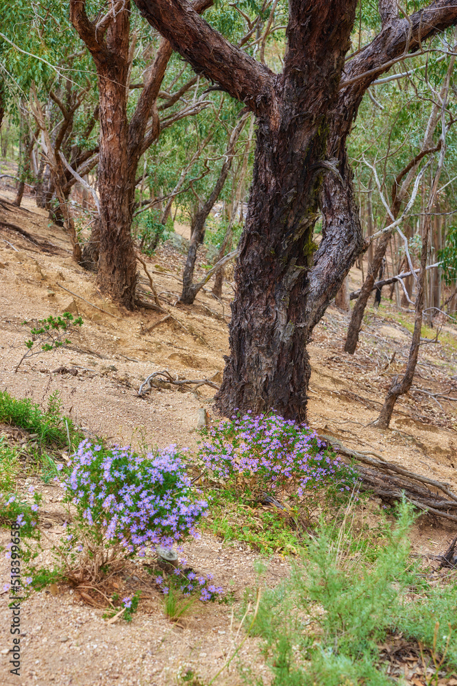 Landscape view of flowers growing in a forest or nature park in summer. Small flowering plants bloom