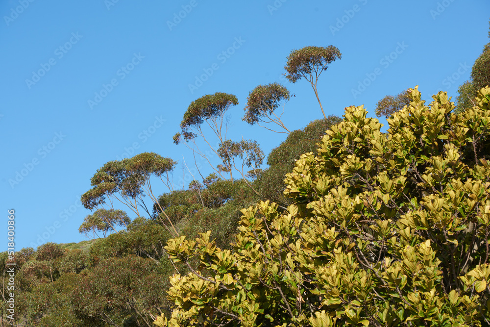 西开普省南非一座山上美丽的花朵、植物和树木。风景