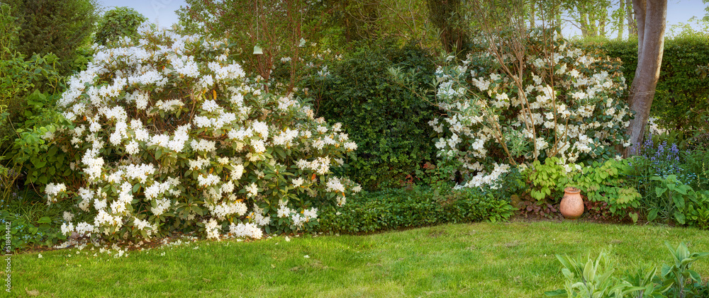 Beautiful American Rhododendron bushes in a quiet backyard garden. Lush green trees, flowers and lea