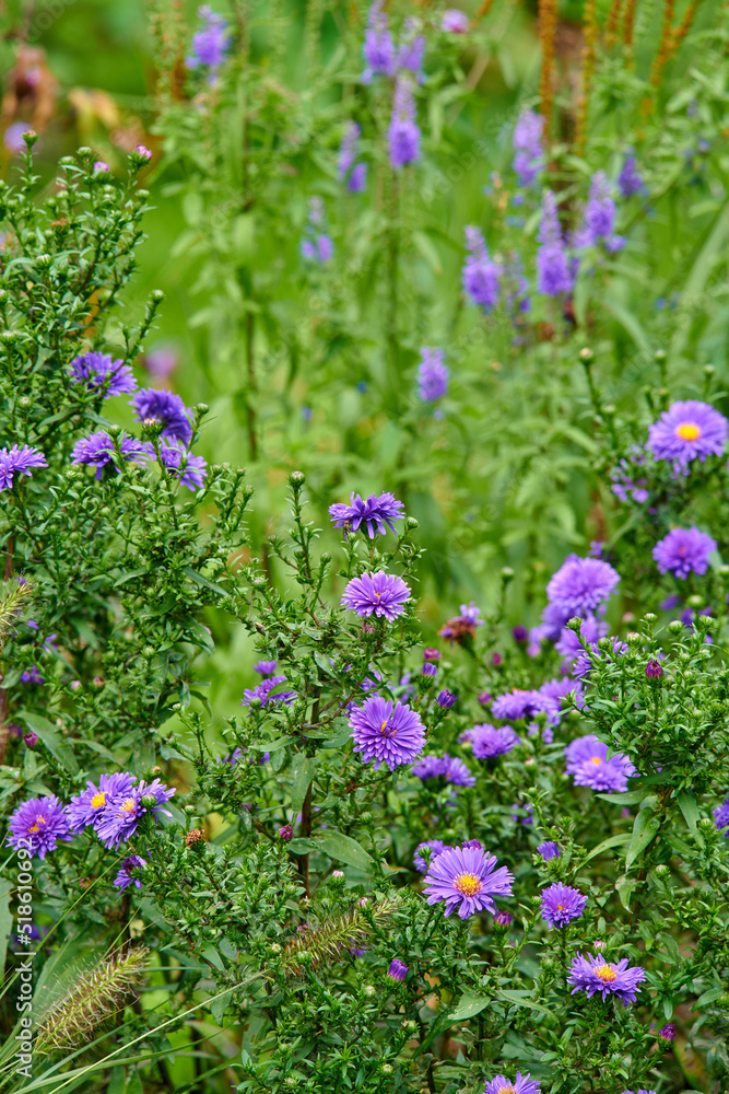 Colorful purple flowers growing in a garden. Closeup of beautiful and vibrant symphyotrichum novi-be