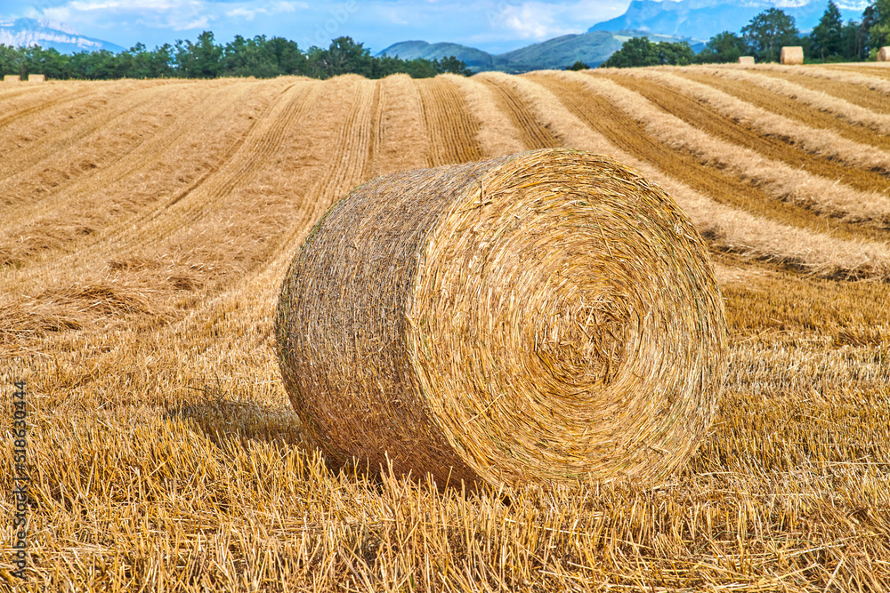 Round hay bales of straw rolled on agricultural farm pasture and grain estate after harvesting wheat