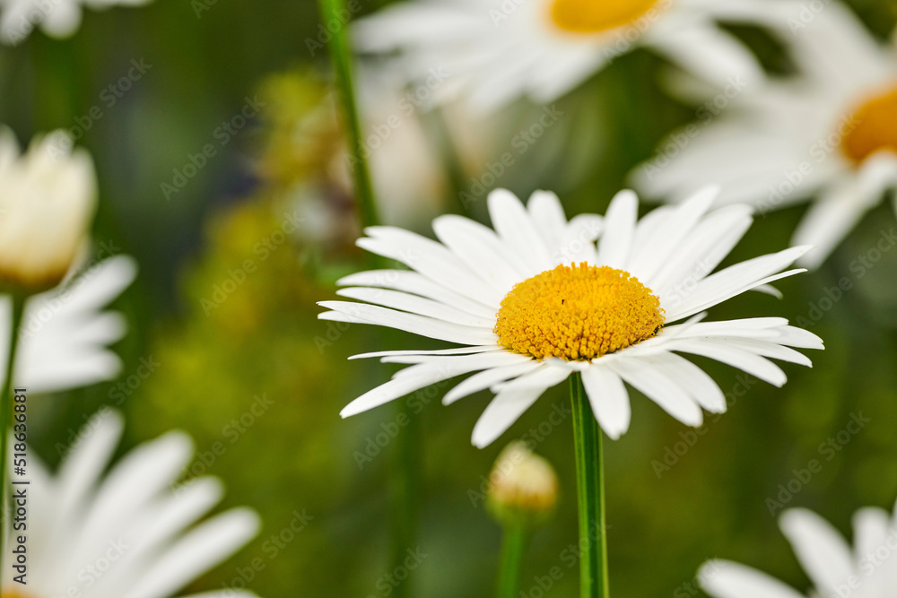 German chamomile white daisy flowers with yellow center blooming in a botanical garden or park on a 