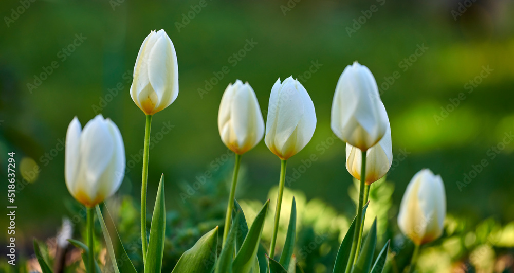 White tulips growing in a garden on a sunny day. Closeup of seasonal flowers blooming in a calm fiel