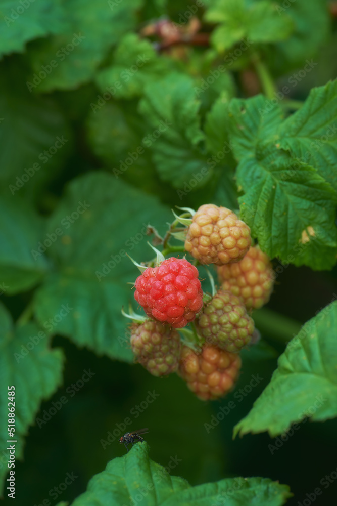 Closeup of raspberries growing on a vine on a farm in summer. Ripe, delicious and healthy fruit read