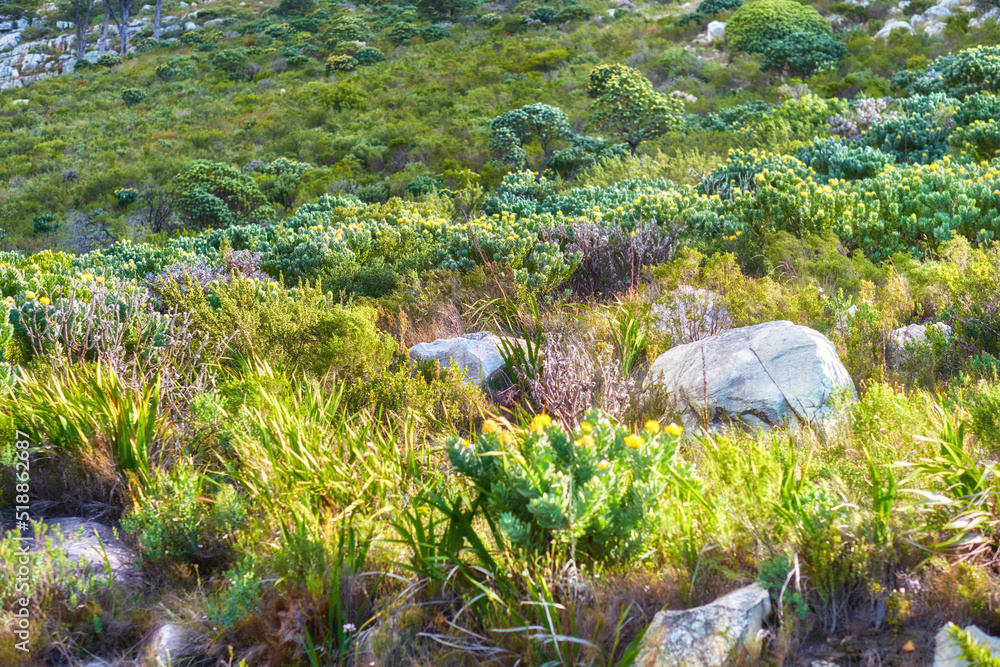 Closeup view of beautiful colorful nature on mountain. Rocky, grassy and bushy terrain, discover the