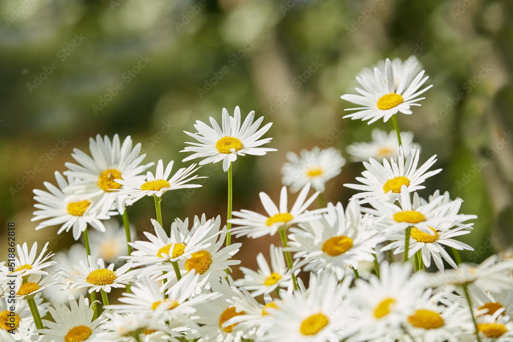 Closeup of daisy flowers growing and blooming in a natural environment in nature during summer. Radi