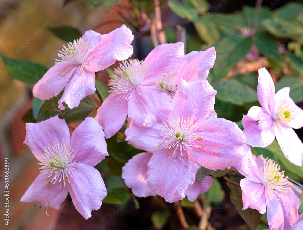 Closeup of clematis florida flowers growing on a lush green bush in a landscaped home garden. Passio