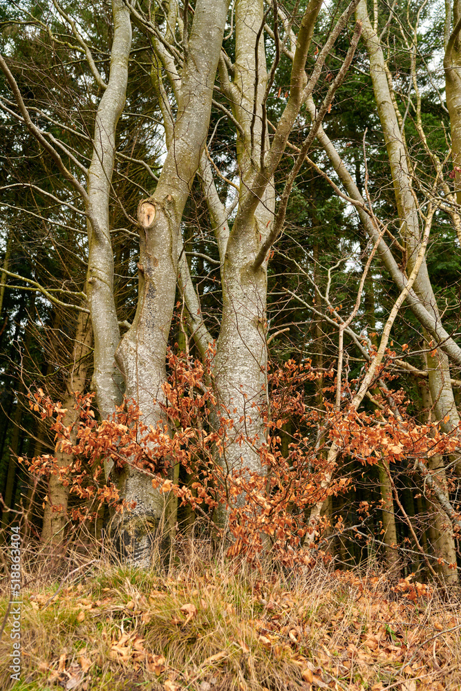 European beech plant in an autumn forest or the woods. Low angle nature landscape of red orange leav