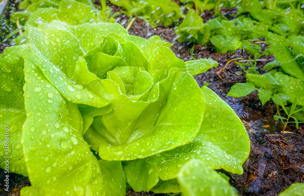 vegetables salad farm. growing garden farm Freshly harvested lettuce organic for health food