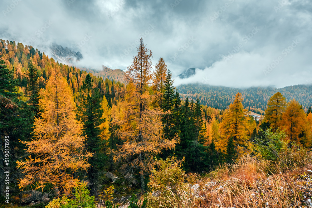 Incredible autumn view at Italian Dolomite Alps. Orange larches forest and foggy mountains peaks on 