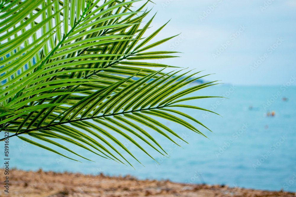 海滩上美丽的棕榈树。可以看到蓝色的大海、绿色的花朵、树木和植物。