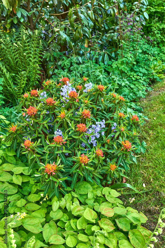 装饰花园里五颜六色的花坛，不同的鲜花在阳光明媚的日子里绽放。兰