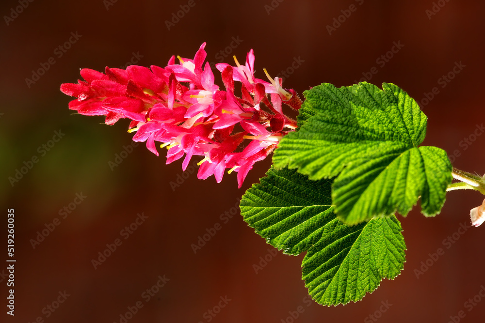 花园里生长着五颜六色的粉红色花朵。美丽的血脉草或红花特写