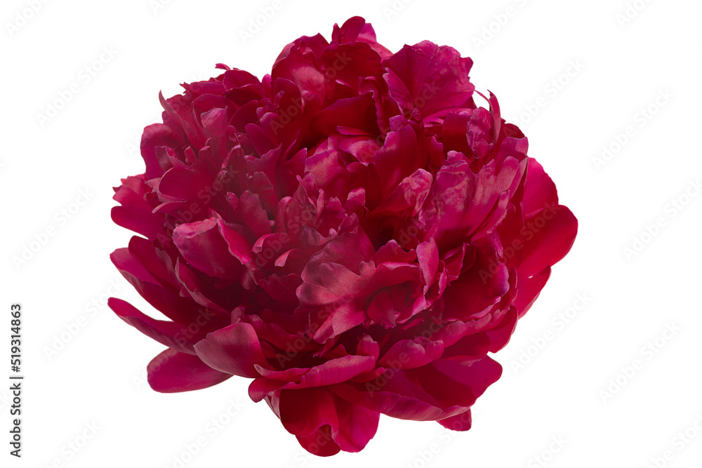 Pink peony flower