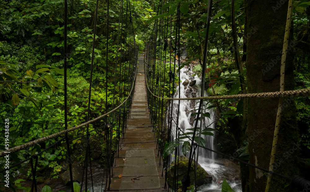 热带雨林悬索桥