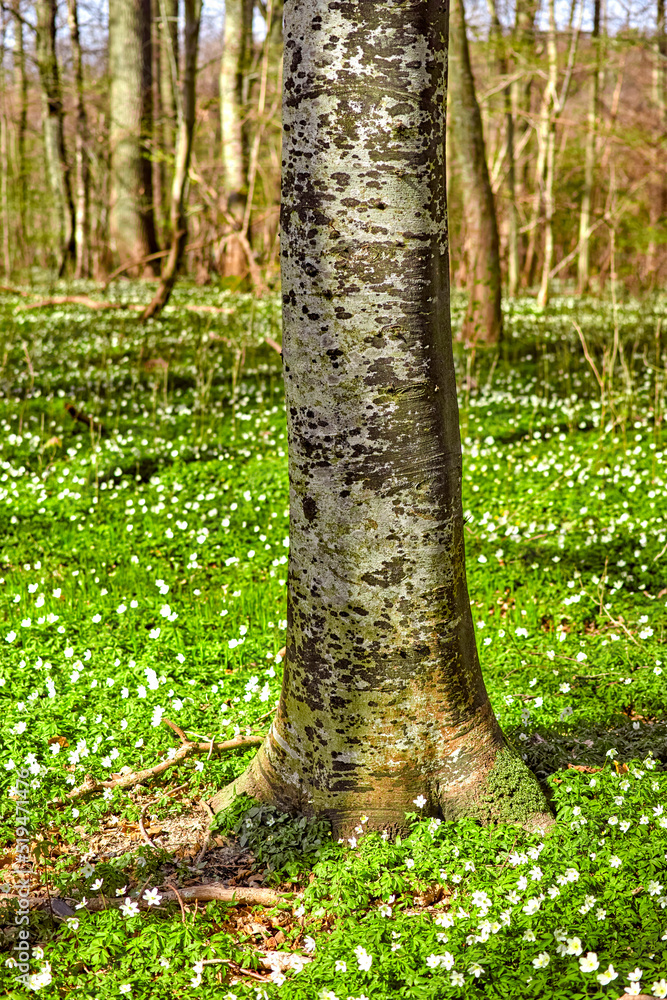 Beautiful, calm and quiet forest with closeup of a tree trunk surrounded by flowering field. Landsca