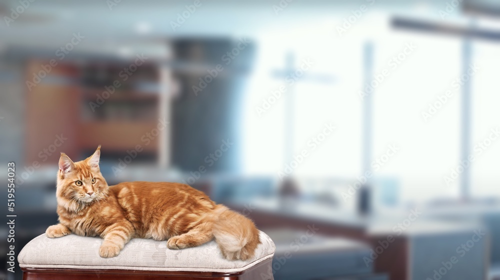 Cat sleep calm and relax lying in living room