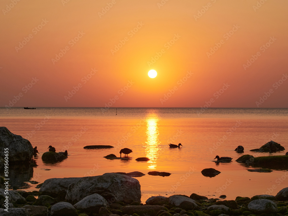 美丽的日落在岩石海岸上，石头和鸭子的轮廓