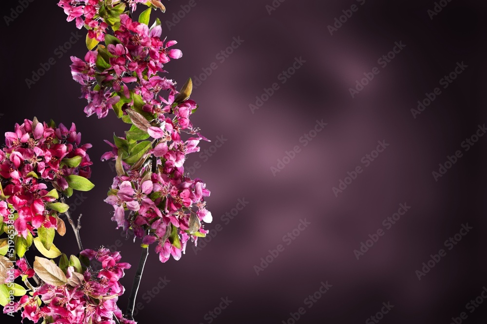 Beautiful fresh spring flower details