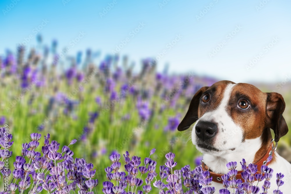 可爱的小宠物狗在夏天户外的薰衣草花香草地里寻找