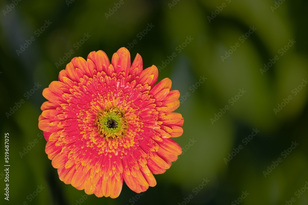 花园里的五彩花朵，景观背景