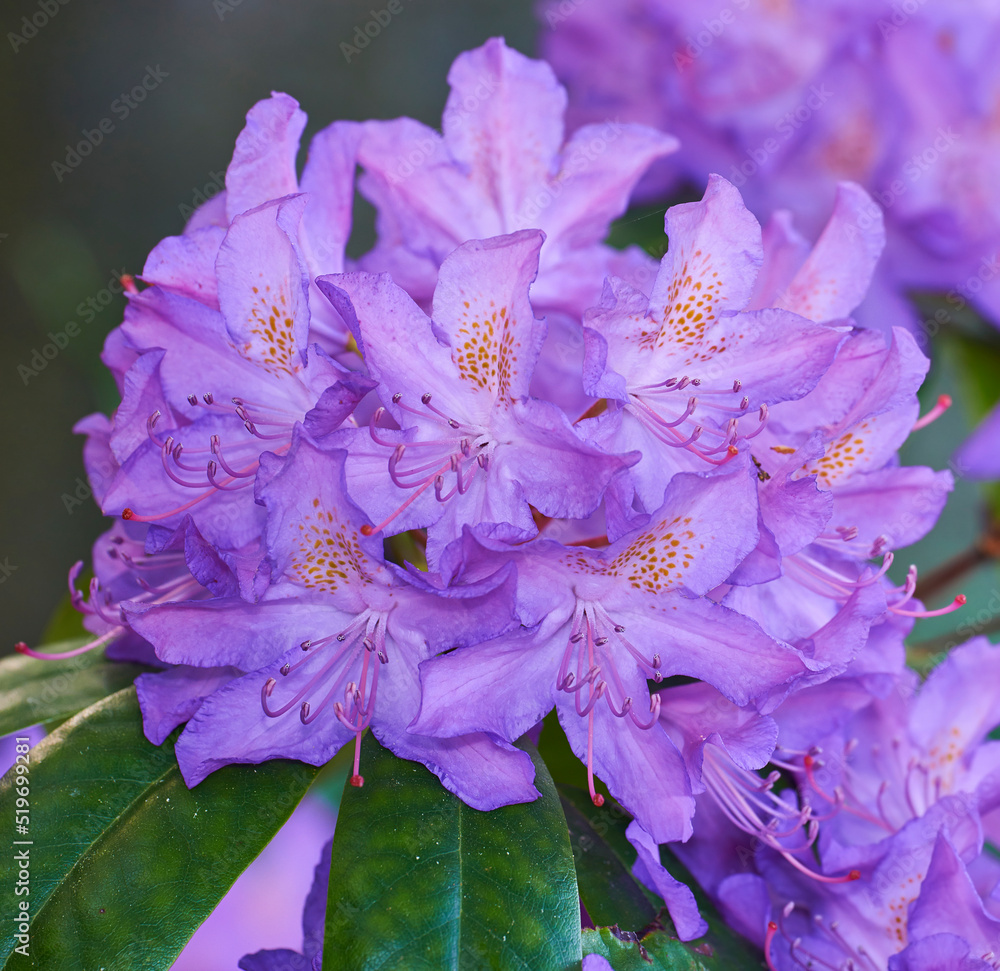 Beautiful closeup of colorful flowers blooming in a backyard garden or botanical forest on a Spring 