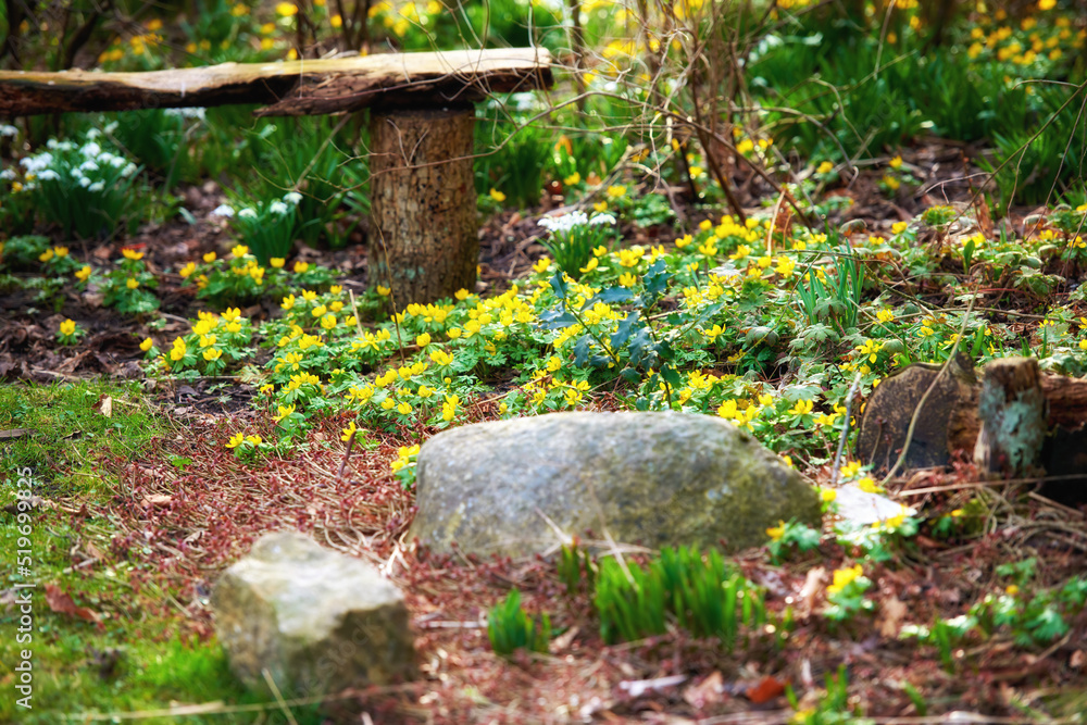 Beautiful, green and relaxing forest with rocks and a bench to enjoy the peace, quiet and views of n