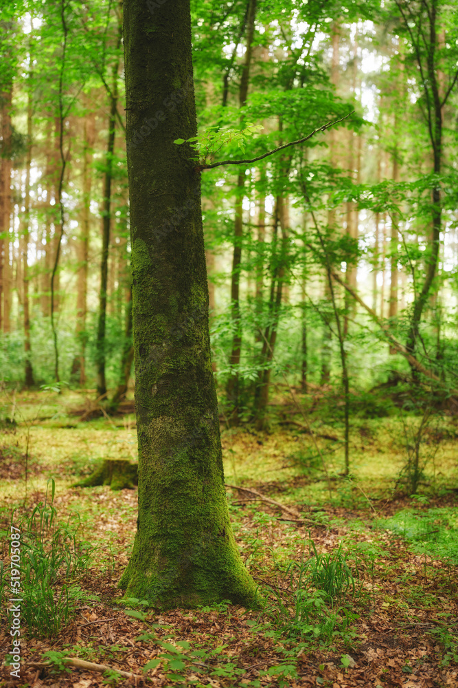 Beautiful, relaxing and lush forest trees with green wild grass and plants in nature during spring. 