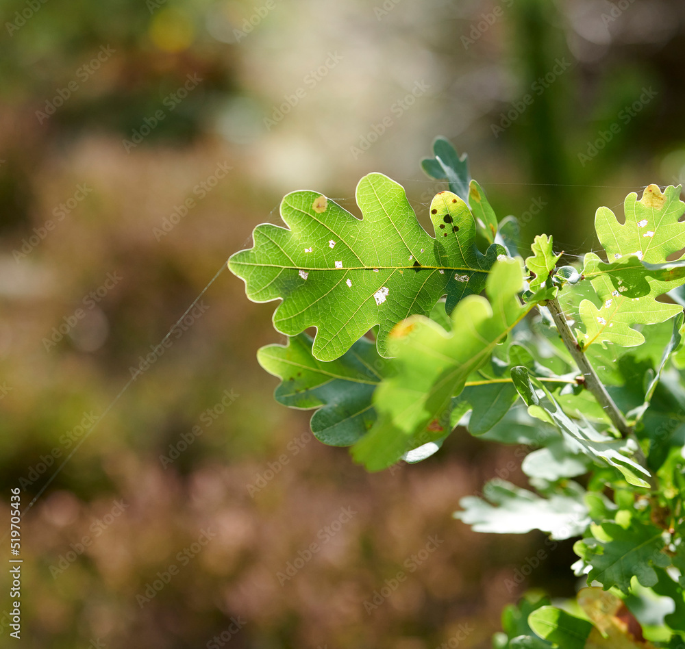 Colorful green leaves from a tree or bush growing in a garden with copy space. Closeup of english oa