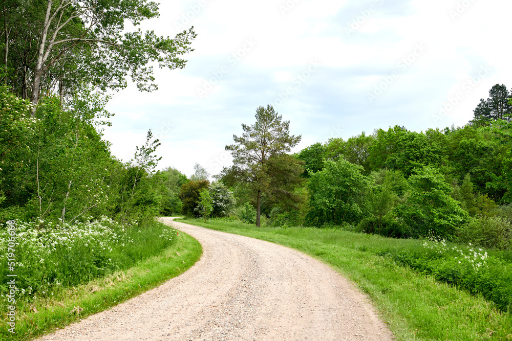 Garden, forest or park with a path between lush green trees, plants and leaves in nature on a sunny 