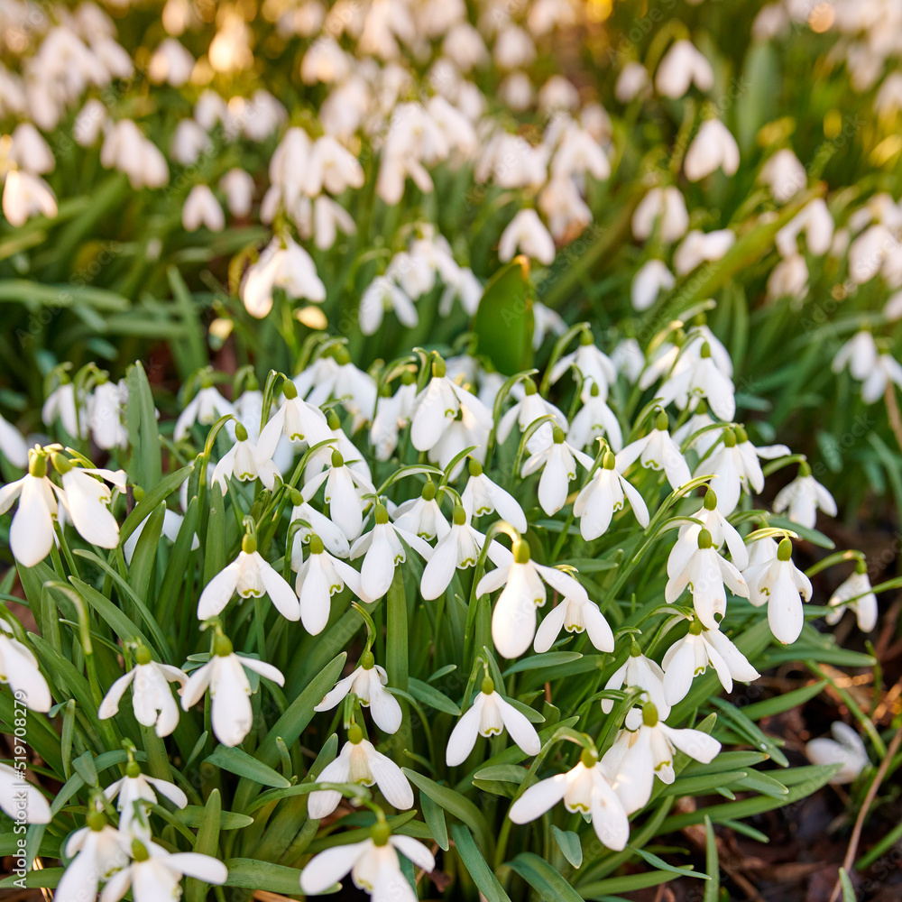 Beautiful, pretty and green flowers growing in their natural habitat in a dense forest. Galanthus wo