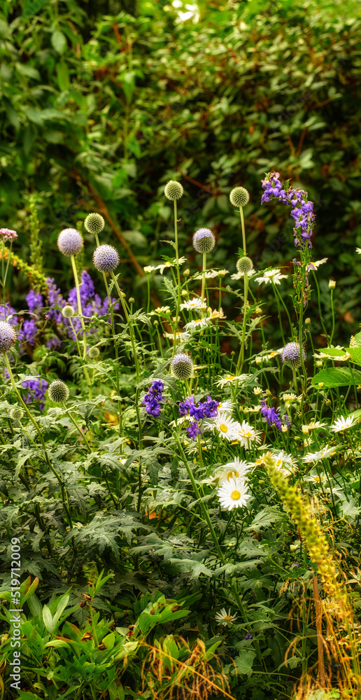 Flowers, plants and flora growing in bushes, parks and fields during summer. Greenery, vegetation an