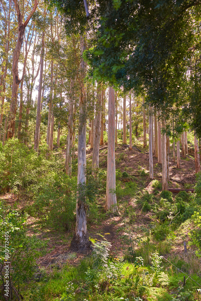 夏季乡村山坡上的植物和树木景观。宁静、祥和